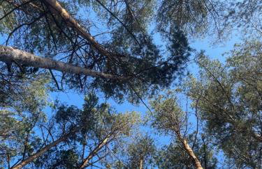 Lasownia Dom Sójka - Foto 28