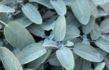 Locazione Turistica A Casa di Viola - Foto 35