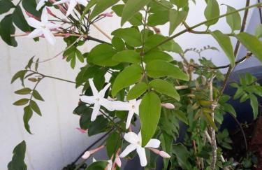 Sunrise - Casa Sao Joao - 4 Star Tourist Apartments - Photo 54