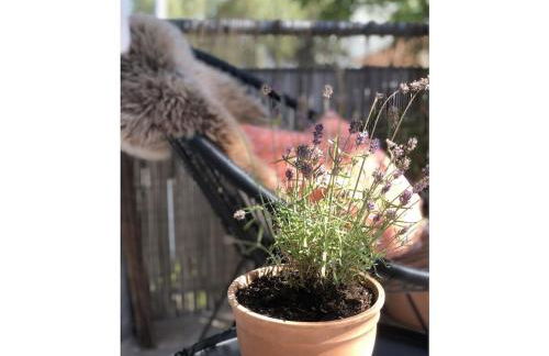 DomiLia Comfortable holiday residence - Foto 25