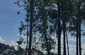 Casa de campo ninho verde - Foto 22