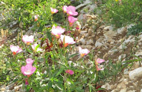 Gîte Le Mas de Molines - Foto 14