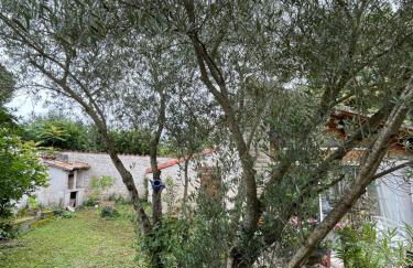 Sous l olivier - Foto 7