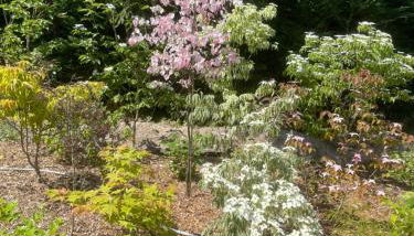 Un jardin en forêt - Foto 4