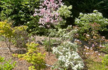 Un jardin en forêt - Foto 4