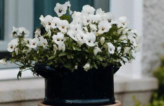 Ferienwohnung am Sonnenberg - Foto 16