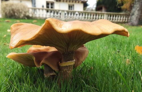 Demeure du Haut Canteloup - Foto 40