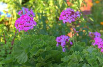 Porto Bello Hotel Apartments - Foto 31