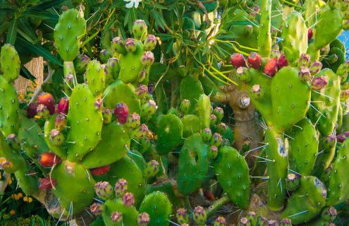 Alojamiento Rural el Azamur - Foto 66