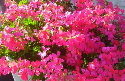 Mulino del Mare - Foto 40