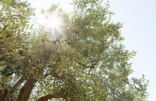 La Dolce Vita in Settignano - Foto 12