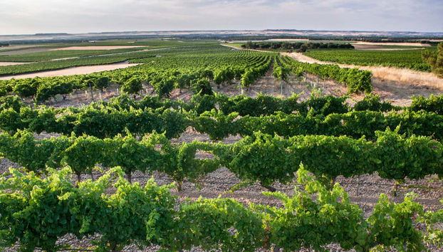 Vignobles de Campo Elíseo, à La Seca