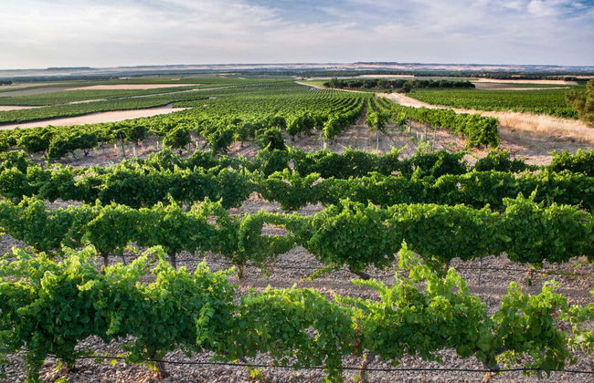 Visite du domaine Campo Elíseo - Photo 2