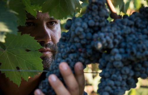 Is Cheas wine farm boutique hotel - Foto 37