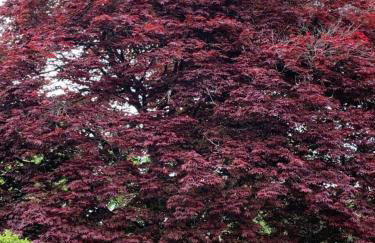 Tawny Owl Pod with Hot Tub - Foto 60
