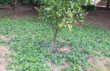 Viola Metković - Foto 21