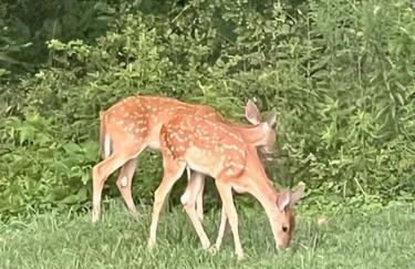 Wandering Whitetail Estate - Indiana Dunes - Valpo U - Pet Friendly - Foto 28