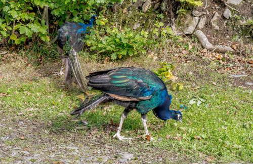 1 Bed in Capel Dewi 85671 - Foto 15