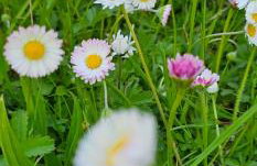 Romantisches Waldhaus mit Privatsauna, Grill und Feuerschtelle - Foto 37