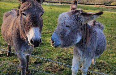 Charming pet friendly 2 bedroom cottage, close to Narberth & local beaches, friendly animals on our smallholding - Foto 13