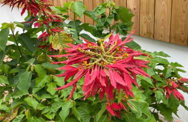 Comporta Center Villa - Foto 33