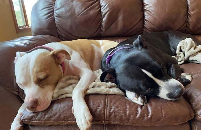 Lazy Dog Lodge on Minong Flowage - Foto 10