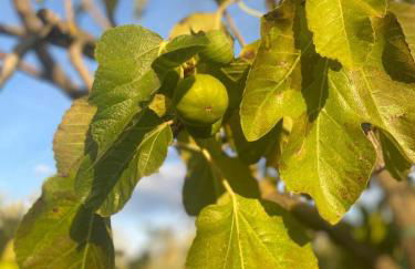 Melarancio Home - Foto 41