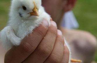 Chalet Menkenhof - Foto 10