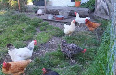 Ferienwohnung Mohnblume - Foto 12