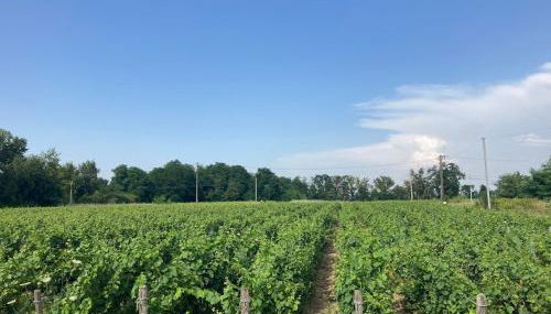 Domaine isolé dans les vignes avec sa jacuzzi house - Photo 2