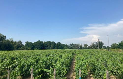 Domaine isolé dans les vignes avec sa jacuzzi house - Photo 2