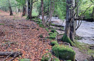 Ryan's Cottage - Photo 61