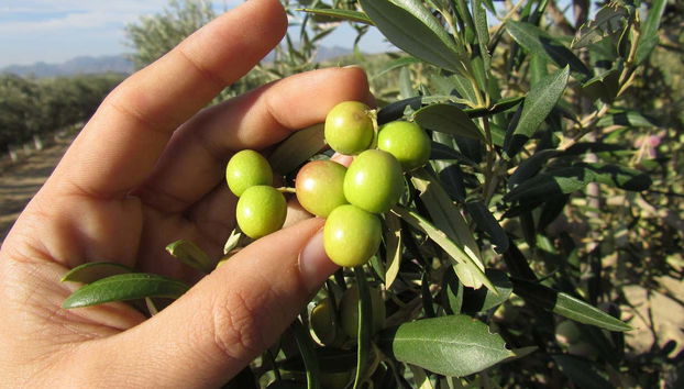 Oleo Almanzora Oil Factory Visit + Tasting - Foto 5