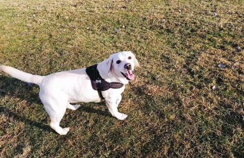 Dom Wakacyjny - Zakątek Marzenie - Foto 50