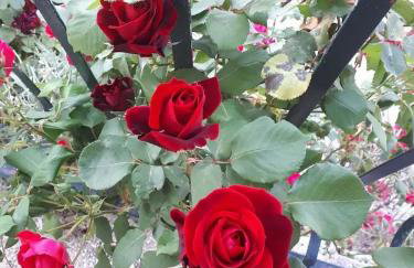 Apartments with parking space Maranovici, Mljet - 22339 - Foto 9