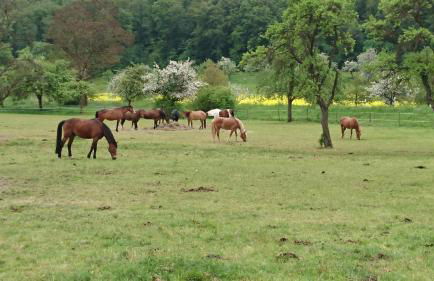 Ferienhaus vom Bahratal - Foto 56