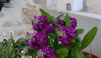 Konstantis - Foto 4, Garden, Garden view