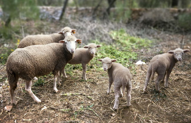 Luz Charming Houses - Photo 56