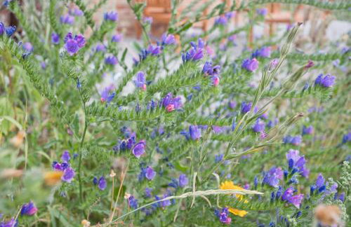 The Bearded Goat Den - A rural retreat at this modern holiday cottage - Foto 21