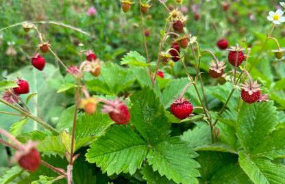 Chalet Lawà - Foto 38