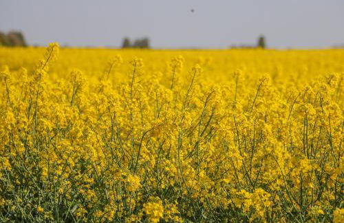 1 Pines Farm Cottages - Foto 25