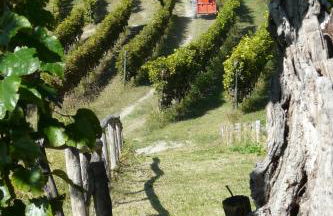 Tenuta Tenaglia - Foto 33