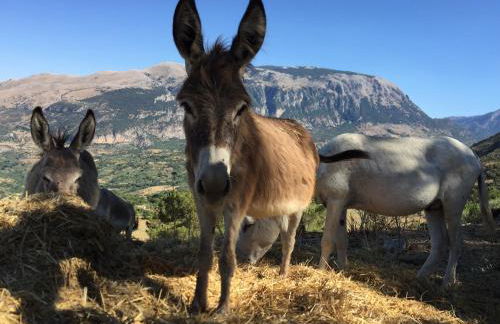 Feudo Galefona - Foto 39