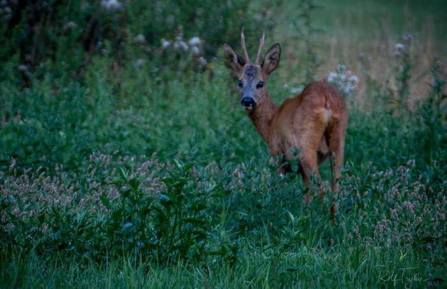 Getaway With Covered Veranda - Photo 37