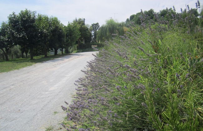 Agriturismo le Spighe - Fattoria Bertaccini - Foto 74