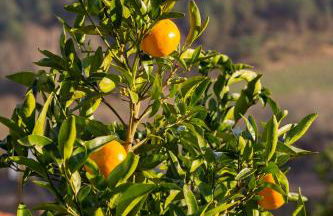 Quinta da Azenha - Foto 28