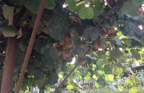 Casa Dos Cabecinhos - Foto 43