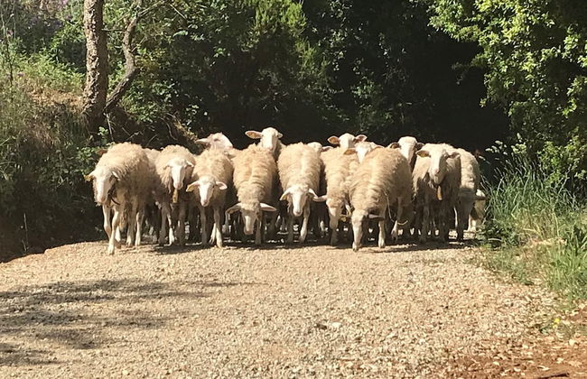 Le Carolee - Foto 39