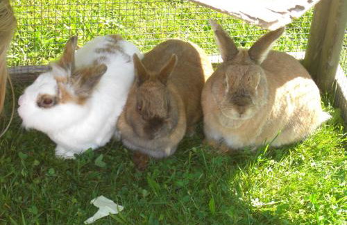 Haus Erlenmoos - Foto 22