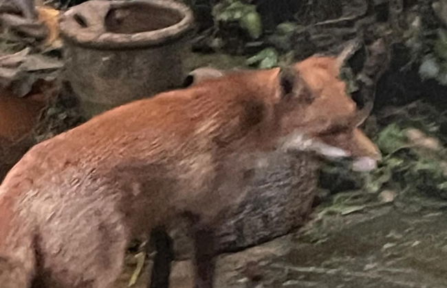 Studio/lickey Hills/near Attractions/garden/petok - Foto 10